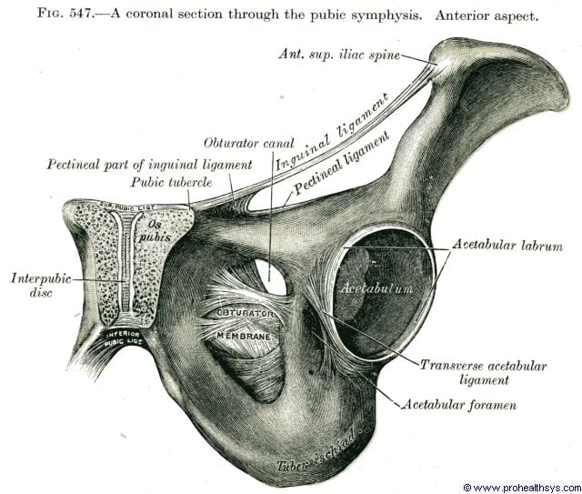 Pubic symphysis coronal section anterior view - Figure 547